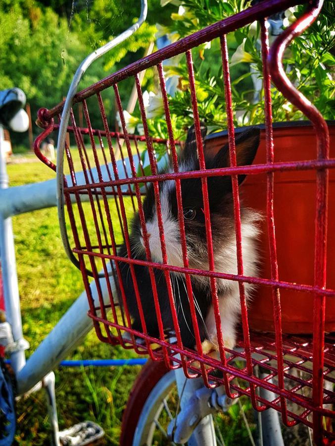 ツェティニェ Brvnara Borovikヴィラ エクステリア 写真